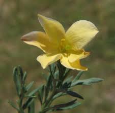 Image result for Menodora heterophylla