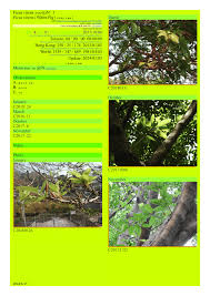 Image result for Rawsonia burtt-davyi