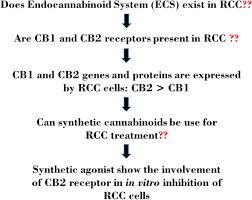Describe the typical cell cycle of prokaryotes. Involvement Of The Cb 2 Cannabinoid Receptor In Cell Growth Inhibition And G0 G1 Cell Cycle Arrest Via The Cannabinoid Agonist Win 55 212 2 In Renal Cell Carcinoma Bmc Cancer Full Text