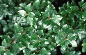 Image result for Xyris natalensis