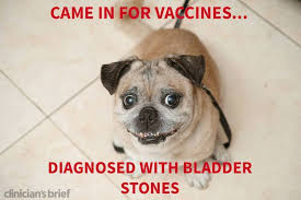 Came In For Vaccines Diagnosed With Bladder Stones Small