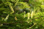 Image result for Acacia ataxacantha