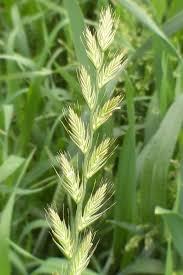 Image result for Lolium multiflorum