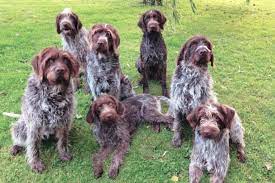 Wirehaired pointing griffons vizsla started dogs contact > rates and info new page vizsla griffon pups. Korthals Griffon Yorkshire Posts Facebook