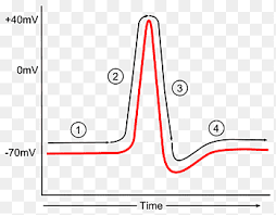 Respiratory system diagram unlabeled this short article is displaying respiratory system diagram this post is about respiratory system diagram unlabeled. Action Potential Diagram Repolarization Hyperpolarization Action Potential Angle White Png Pngegg