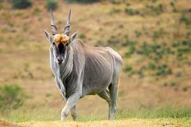 A recent shooter's coffee discussion raised the question of what tags and licenses to purchase for an african hunt. African Safari Gear List And What To Pack Outdoors International