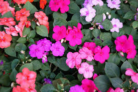 Maybe you would like to learn more about one of these? Do Deer Eat Impatiens And How To Protect Your Impatiens From Them Garden Tabs