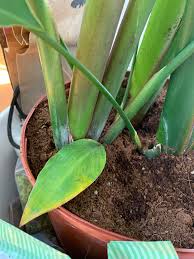 This bird is thought of as an example of evolutionary adaptation. Why Are The Bottom Leaves On My Bird Of Paradise Turning Yellow Plantclinic