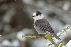 Check spelling or type a new query. Jack Knox What S In A Name Ask A Canada Jay Times Colonist