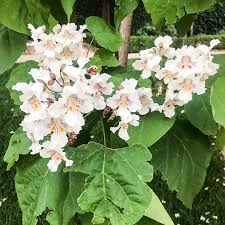 Image result for Catalpa
