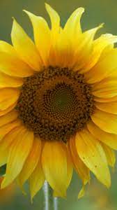 Sunflower Wallpaper Iphone Android Desktop Backgrounds Sunflower Wallpaper Best Flower Wallpaper Flower Wallpaper