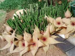 Image result for Stapelia gigantea