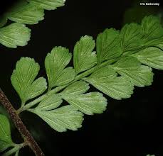 Image result for Asplenium uschiae
