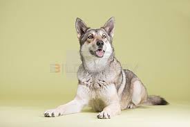 Würde er sich als ersthund. Saarloos Wolfhund Trio Bildarchiv