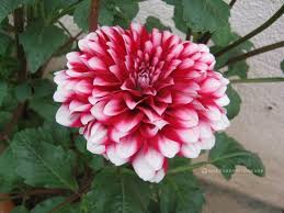 Image result for Dahlia sp. (cultivar)