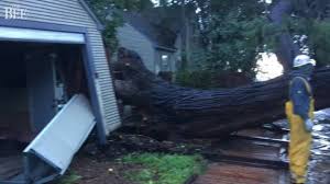 When austrian pines are planted as standalone trees or in rows, they reach heights of 40 to 60 feet, growing large enough to block your neighbor's view of your. Warning Signs Tree May Fall Over Uproot During Storms The Sacramento Bee