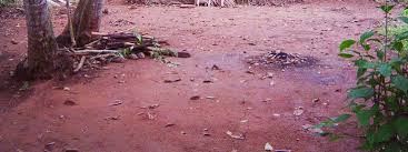 Image result for Stadmannia oppositifolia