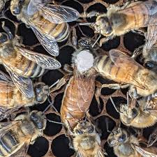 Image result for Queen bee