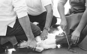 Hasil gambar untuk menyembelih hewan dalam islam