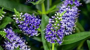 Image result for shrubby veronica hebe