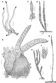 Image result for Exochaenium oliganthum