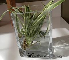 Bird Of Paradise Water Propagation How To Propagate Spider Plants Step By Step Spider Plants Landscaping Plants Container Water Gardens