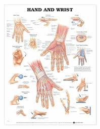 Image result for Normal Anatomic Position of the Hand and Wrist