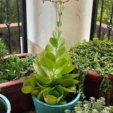 Image result for Kalanchoe glaucescens