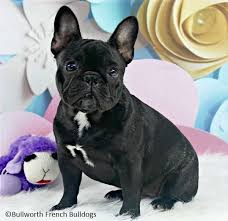 We offer some of the finest french bulldog puppies on the market and have built our foundation around some of the most renowned pedigrees in the world. Bullworth French Bulldog Black Brindle Puppies For Sale 2000 French Bulldog Puppies Bulldog Puppies French Bulldog