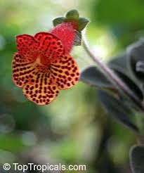 Image result for Kohleria
