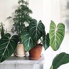 Philodendron Gloriosum Is Easily One Of Our Favorite Aroids This Photo By Plantshapes Perfectly Captures Its Lusciously Plant Decor Plant Decor Indoor Plants
