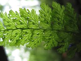 Image result for Trichomanes