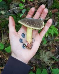 Image result for Xerocomellus diffractus