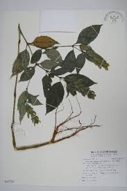 Image result for Croton polytrichus