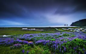 See more ideas about beautiful flowers, purple aesthetic, beautiful nature. Hd Wallpaper Purple Flower Field Nature Coast Flowers Landscape Muscari Wallpaper Flare