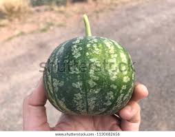 Image result for Cucumis myriocarpus