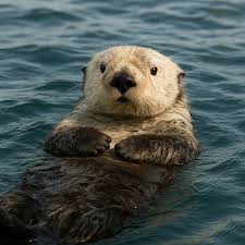 La loutre de mer &ndash; Petite Loutre