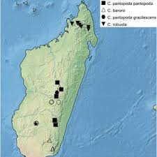 Image result for Costularia natalensis