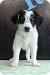 German Shorthaired Pointer Australian Cattle Dog Mix