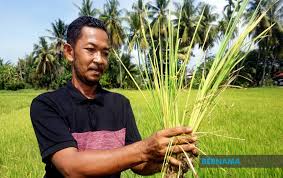Hewan migrasi terpengaruh pada tingkat ini dan lebih tinggi; Bernama Cuaca Panas Di Kedah Jejaskan Aktiviti Penanaman Padi
