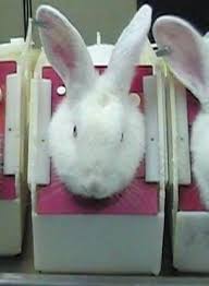 Testing beauty products for money. Ending Cosmetics Testing On Animals Cruelty Free International