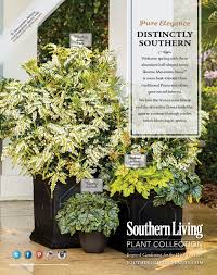 This showy plant has abundant clusters of white bell flowers in spring. Mountain Snow Pieris Plants Shade Garden Southern Garden