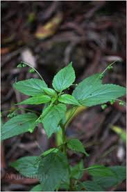 Image result for Micrococca mercurialis