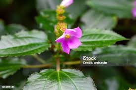 Image result for Calvoa orientalis