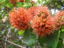 Image result for Combretum holstii