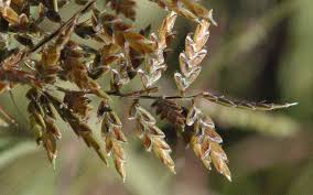 Image result for Pycreus macrostachyus