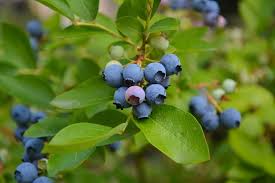 Maybe you would like to learn more about one of these? Growing Blueberries Top Tips For Success