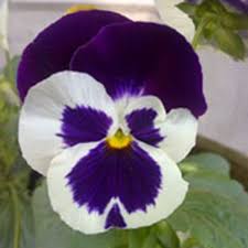 That means you get all the joy of owning a window sill garden, with none of the hassle. Cool Season Annuals For Fall And Winter Window Boxes Horticulture