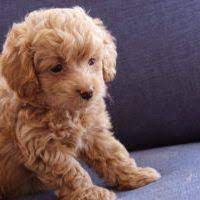 The mini goldendoodle can be quite smaller than a standard goldendoodle. Goldendoodles Teacup Goldendoodle Puppies Precious Doodle Dogs Goldendoodle Puppy Mini Labradoodle Puppy Labradoodle Puppy