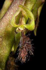 Image result for Bulbophyllum sp. nov